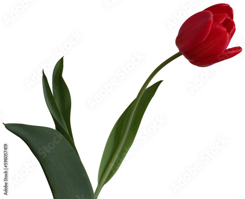 red tulip isolated on transparent background (ID: 598057419)