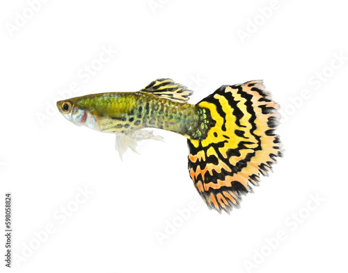 Yellow guppy fish on transparent png.