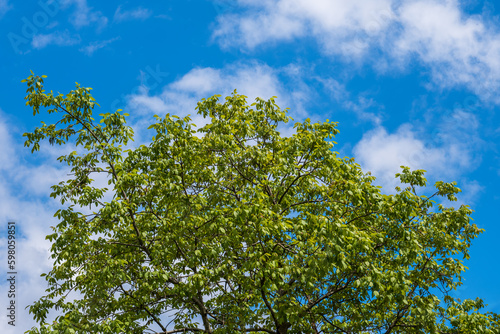 A walnut tree with green leaves against a blue sky