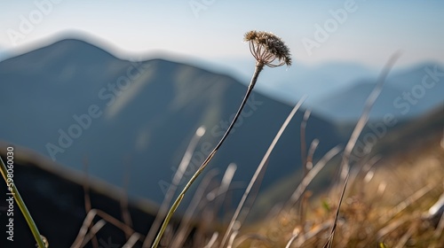 Foto Lonely stem staing against the wind in the mountains