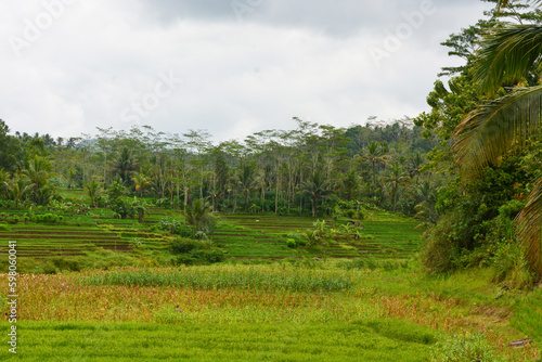 Close up view of group rice plant (Oryza sativa) in paddy field, Indonesia. No people