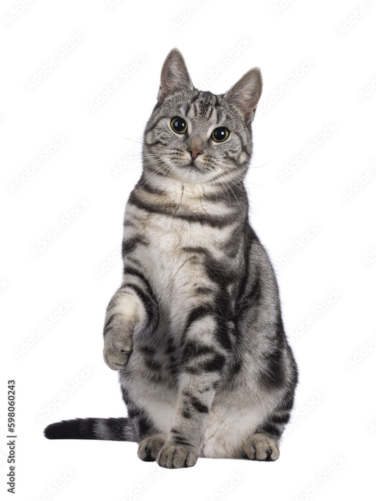 Fototapeta premium Adorable female young European Shorthair cat, sitting up facing front with one playfully lifted. Looking straight to camera. Isolated cutout on a transparent background.