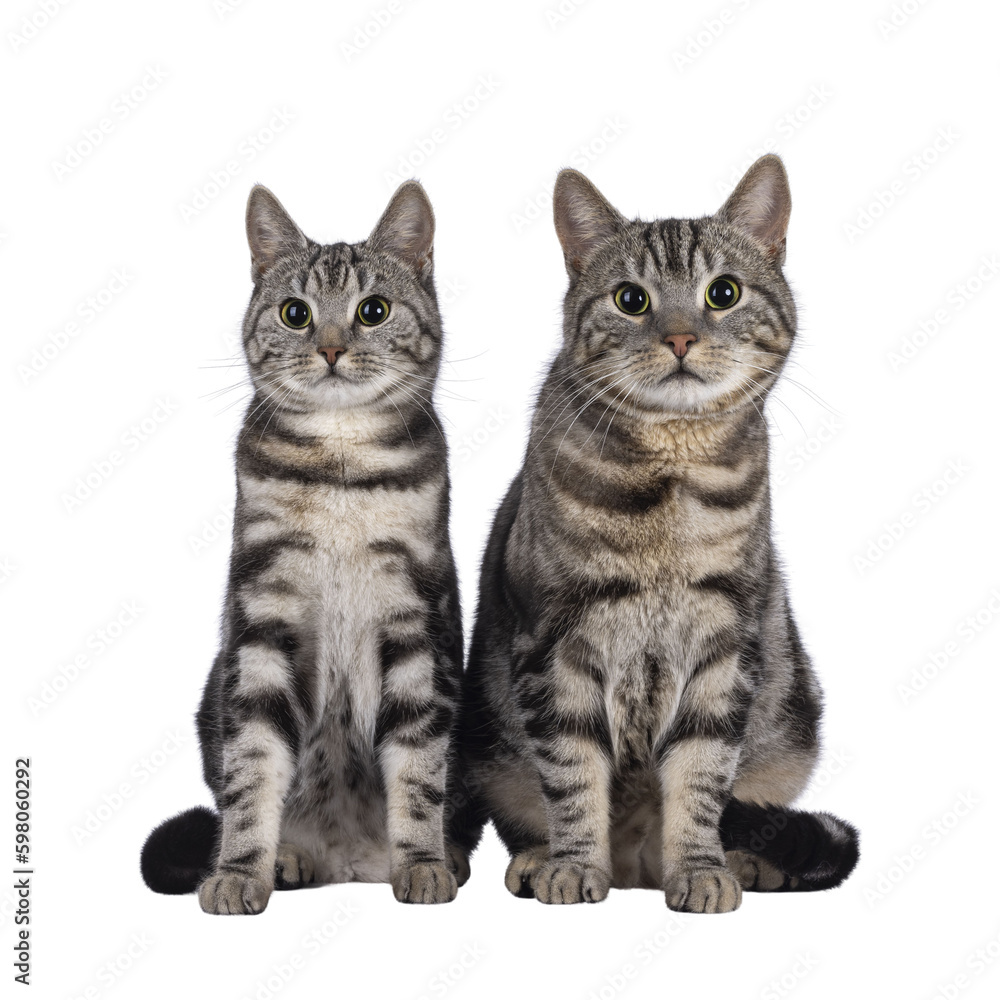 Adorable male and female young European Shorthair cats, sitting up facing front together. Looking straight to camera. Isolated cutout on a transparent background. Adorable male and female young European Shorthair cats, sitting up facing front together. Looking straight to camera. Isolated cutout on a transparent background.
