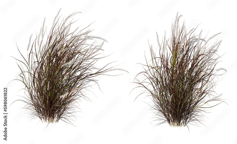 Variety of grasses and plants on transparent background