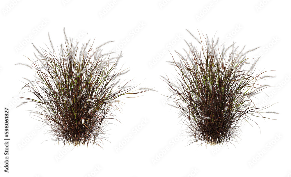 Variety of grasses and plants on transparent background