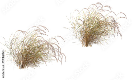 Canvas Print Variety of grasses and plants on transparent background