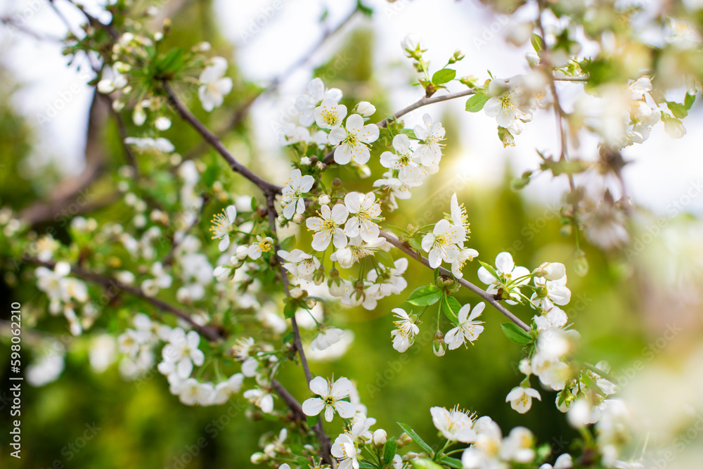 A close-up of the branches of a blossoming white cherry tree at sunrise in a spring garden A close-up of the branches of a blossoming white cherry tree at sunrise in a spring garden