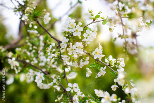 A close-up of the branches of a blossoming white cherry tree at sunrise in a spring garden