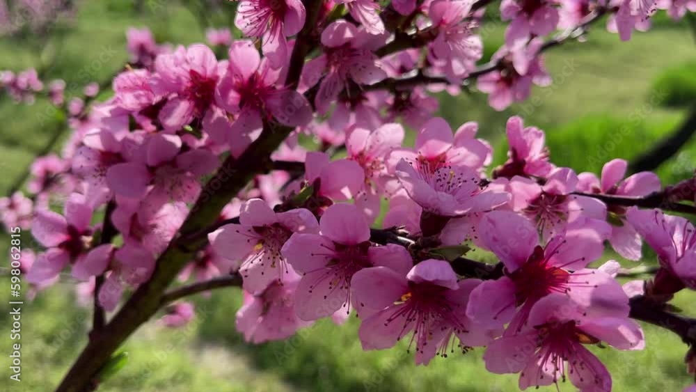 A peach tree in bloom with bright pink flowers in bright sunshine on a fine day. Close view. A peach tree in bloom with bright pink flowers in bright sunshine on a fine day. Close view.