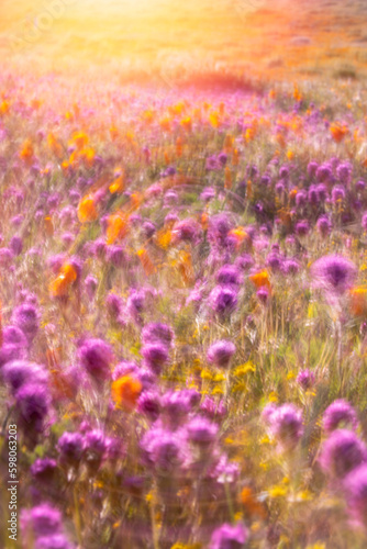 California super bloom poppy field