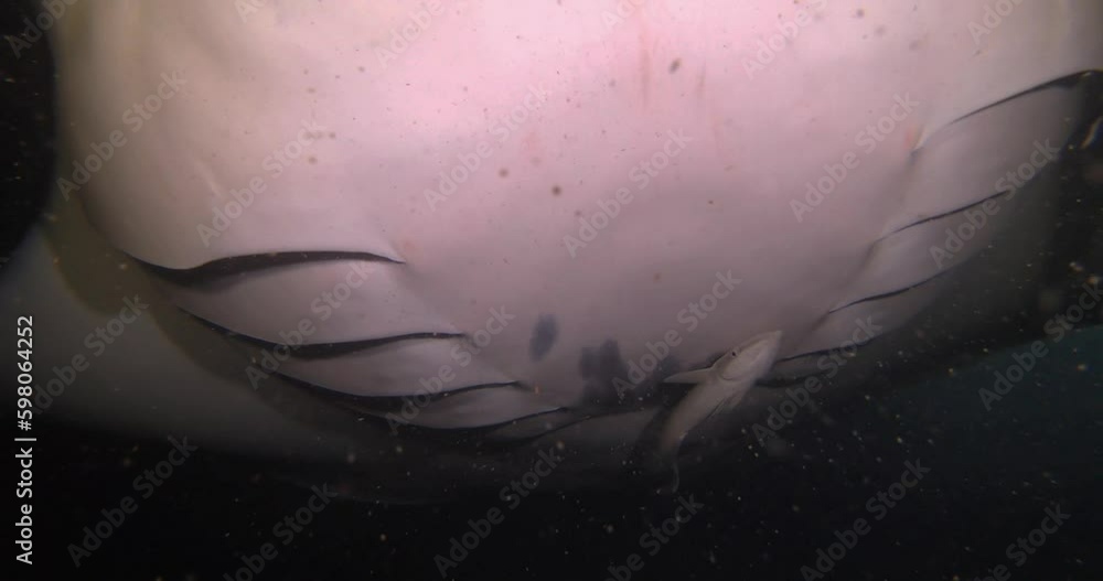 Manta ray during the night feeding. A giant stingray with an open mouth feeds at night. Diving in the Maldives.