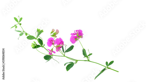 Lathyrus, commonly known as peavines or vetchlings. Stem with bright pink flowers isolated on transparent background.
