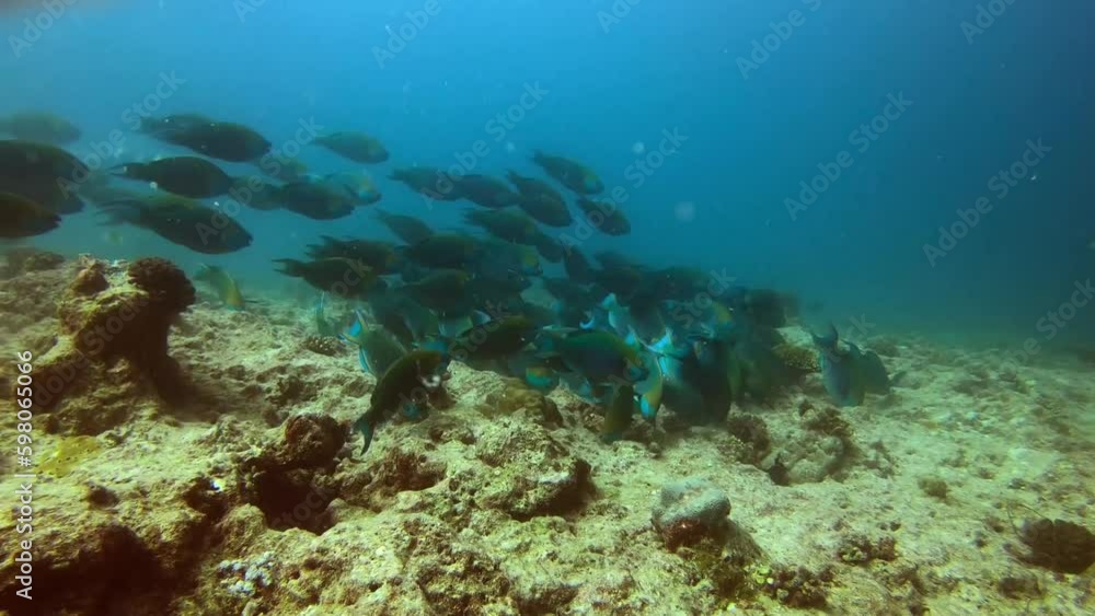 A school of green parrot fish feeds on the top of the reef. Marine life in the Maldives. A school of green parrot fish feeds on the top of the reef. Marine life in the Maldives.