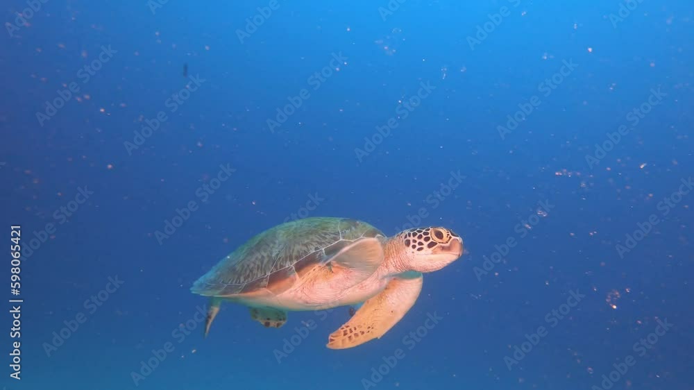 The curious green turtle is not afraid to pose for the camera.
Amazing encounters underwater. The curious green turtle is not afraid to pose for the camera.
Amazing encounters underwater.
