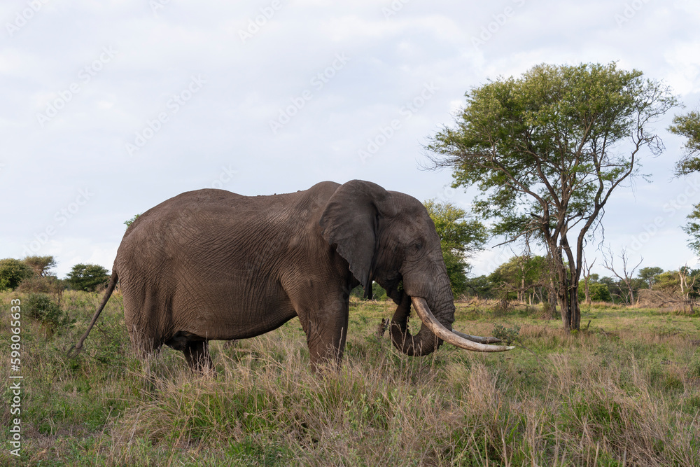 Fototapeta premium Éléphant d'Afrique, gros porteur, Loxodonta africana, Parc national Kruger, Afrique du Sud