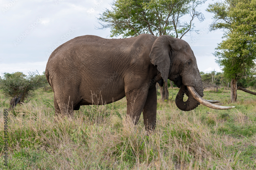 Éléphant d'Afrique, gros porteur, Loxodonta africana, Parc national Kruger, Afrique du Sud Éléphant d'Afrique, gros porteur, Loxodonta africana, Parc national Kruger, Afrique du Sud