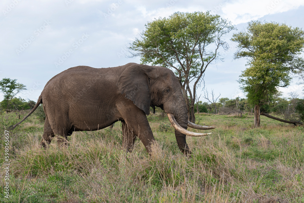 Fototapeta premium Éléphant d'Afrique, gros porteur, Loxodonta africana, Parc national Kruger, Afrique du Sud