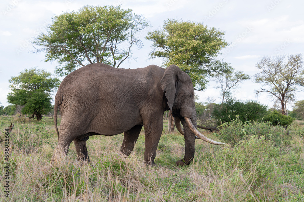 Éléphant d'Afrique, gros porteur, Loxodonta africana, Parc national Kruger, Afrique du Sud Éléphant d'Afrique, gros porteur, Loxodonta africana, Parc national Kruger, Afrique du Sud