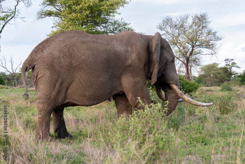Éléphant d'Afrique, gros porteur, Loxodonta africana, Parc national Kruger, Afrique du Sud