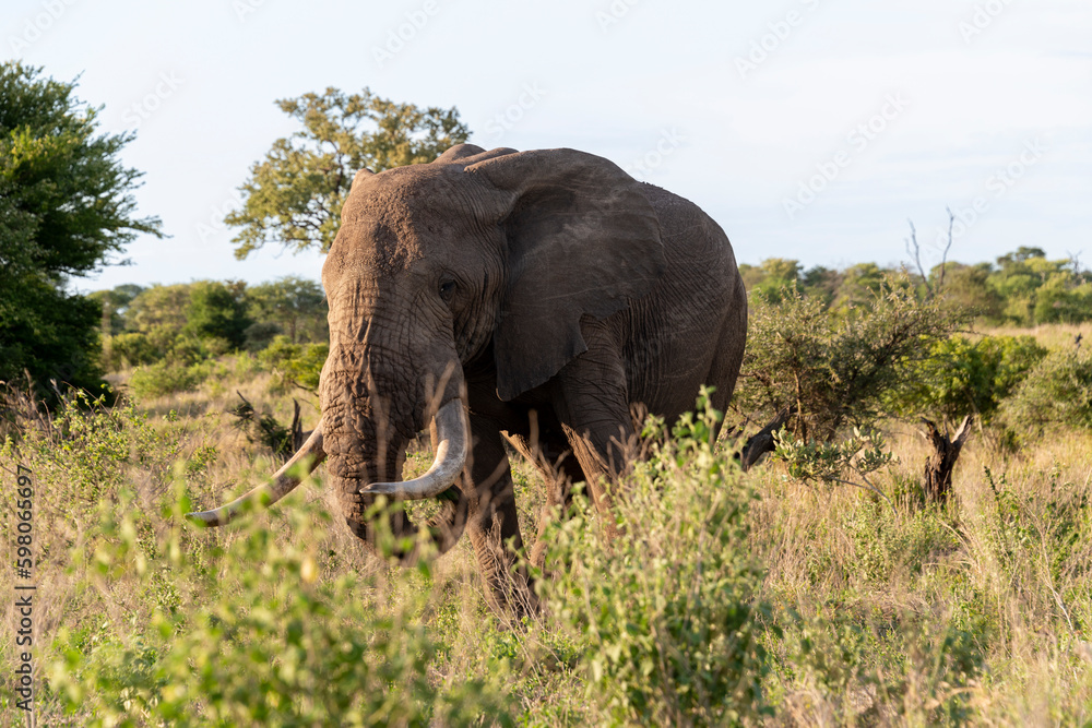 Obraz premium Éléphant d'Afrique, gros porteur, Loxodonta africana, Parc national Kruger, Afrique du Sud