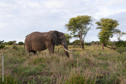   l  phant d Afrique  gros porteur  Loxodonta africana  Parc national Kruger  Afrique du Sud