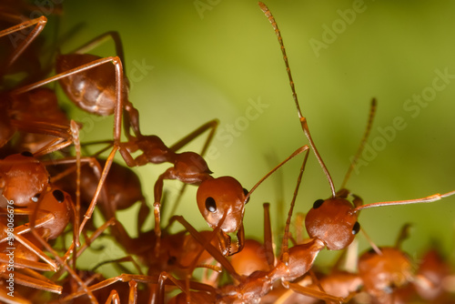 red ant on a leaf