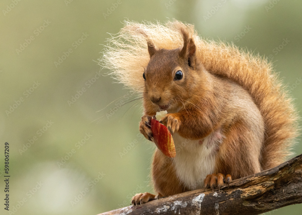 Fototapeta premium Pregnant female scottish red squirrel sitting on a branch eating a chunk of red apple with beautiful natural green background in the woodland