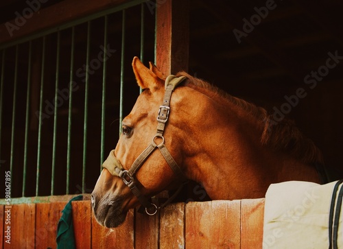 Fototapeta Naklejka Na Ścianę i Meble -  A sorrel horse standing in a wooden stall in the stable. Farm and agriculture. Horse and livestock care.