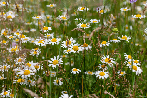 Blooming summer meadow close up with daisy flowers.