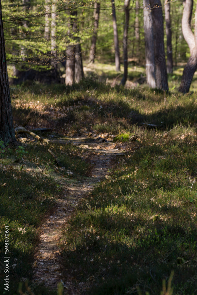 Way of Wernerwald in Cuxhaven Germany Way of Wernerwald in Cuxhaven Germany