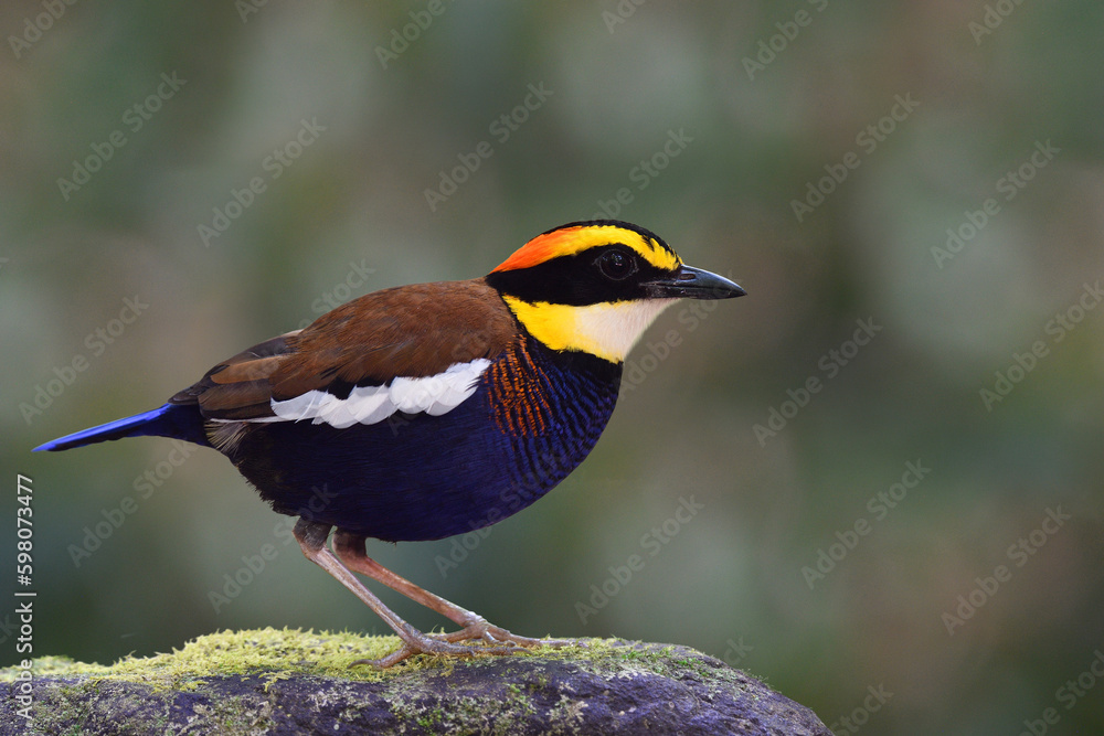 Obraz premium colorful bird perching on mossy rock expose for wildlife photographer, male of malayan banded pitta