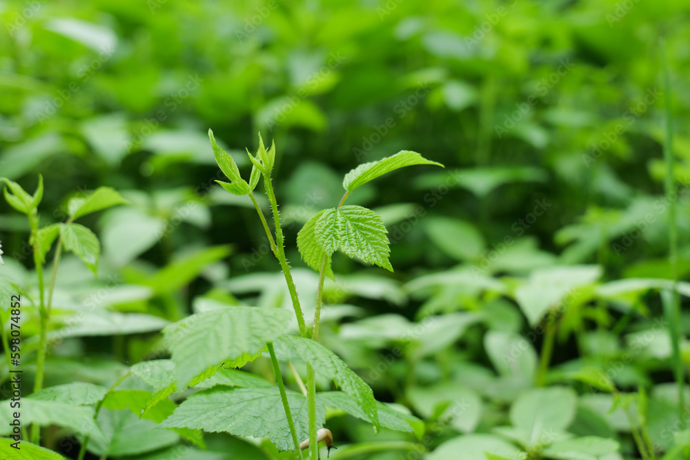 Lush Green Plants on a Rainy Spring Day in May in the Danube Wetlands Lush Green Plants on a Rainy Spring Day in May in the Danube Wetlands