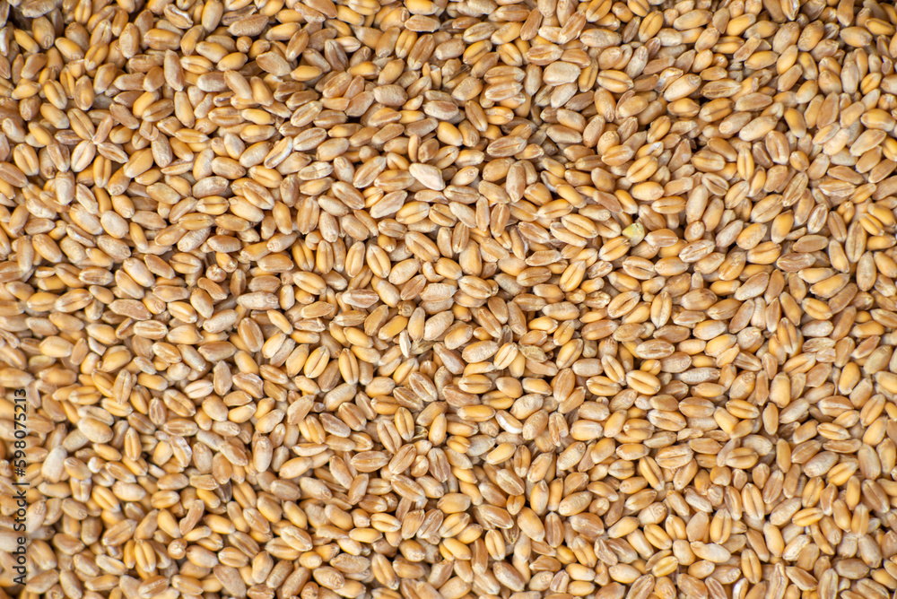 Background from grains of wheat. Grain export, sale. Background from grains of wheat. Grain export, sale.