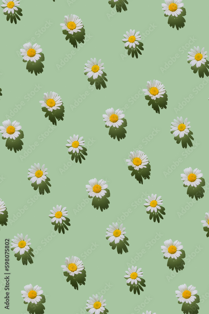 Creative pattern made of daisy flowers on pastel green background with shadow. Floral summer composition. Nature concept. Minimal style. Top view. Flat lay
