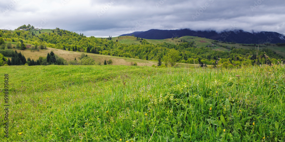 grassy meadows on the hills of ukrainian highlands. carpathian countryside landscape in springtime