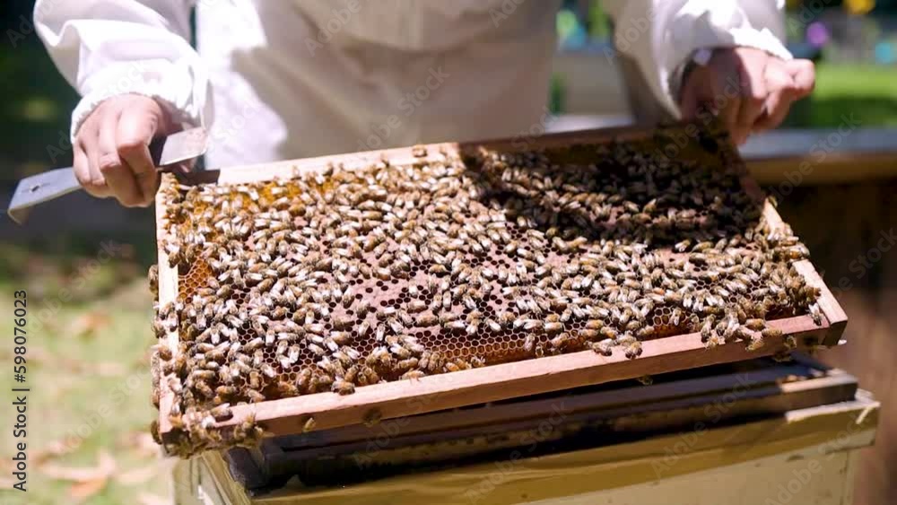 A bee farmer, checking bees, 3 video clips in a row A bee farmer, checking bees, 3 video clips in a row
