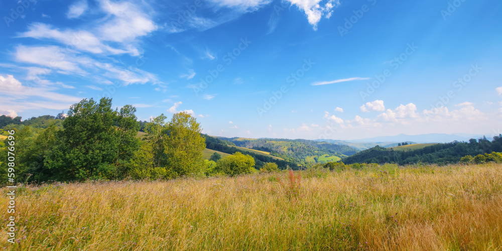 countryside scenery with meadow in mountains. trees on the grassy hill in morning light