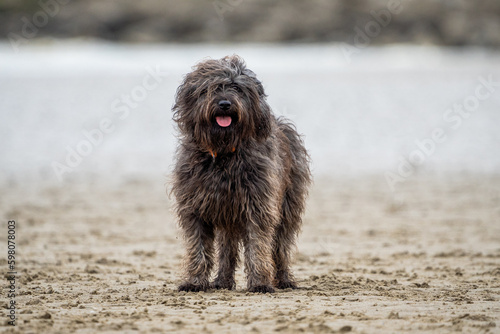 Shaggy Dog Running with a Ball on the Beach