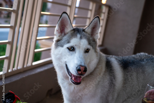 Happy Husky
