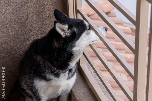 Trapped Husky