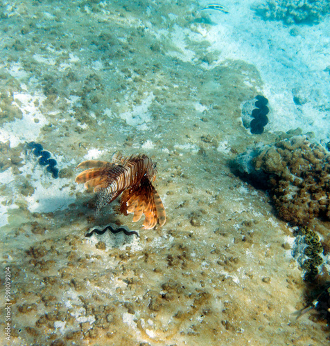 View of red lionfish in reef