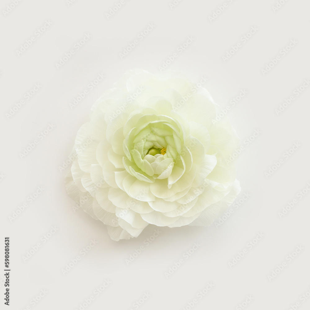 Top view image of white flower Top view image of white flower
