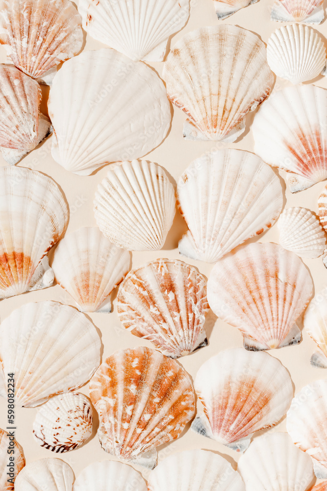 Seashells aesthetic summer background. Seashells backdrop with shadows, bohemian poster for cozy home interior