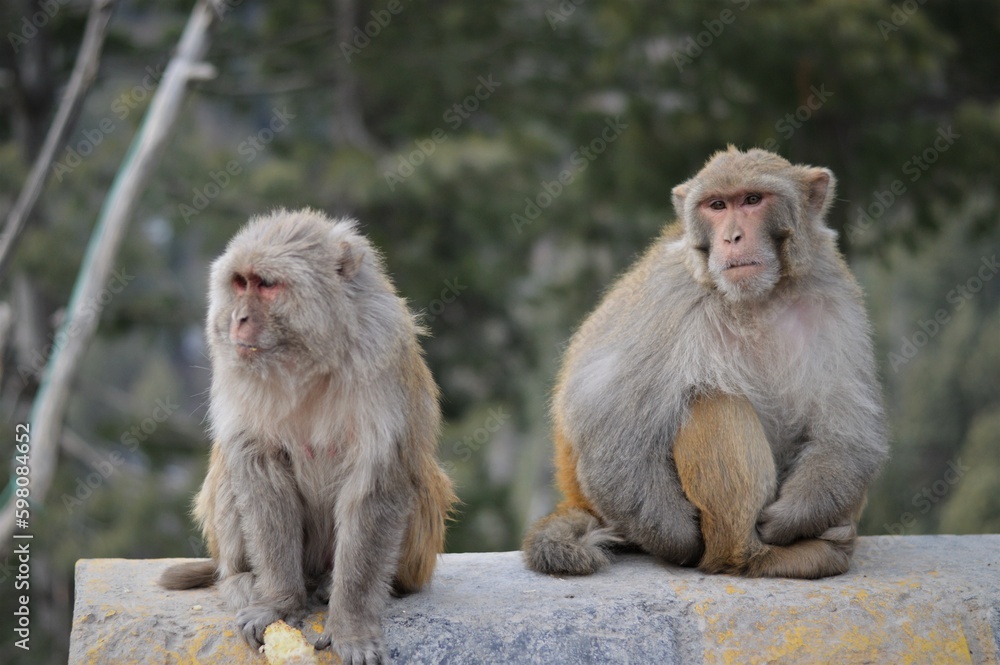 portraits of two monkeys sitting at the edge of mountain portraits of two monkeys sitting at the edge of mountain