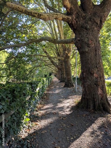 path in the forest