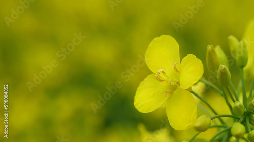 Field of yellow rapeseed. Yellow rapeseed field in spring. Rapefield closeup. photo