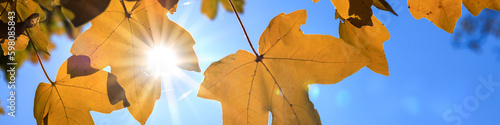 Universal Linkedin banner with autumn leaves for people of any profession