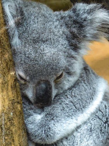 Wall Mural Koala