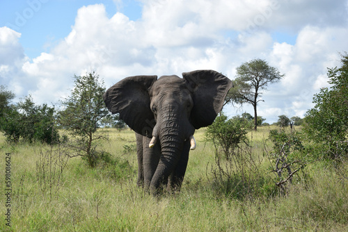 Elephants in Kruger Narional Park photo