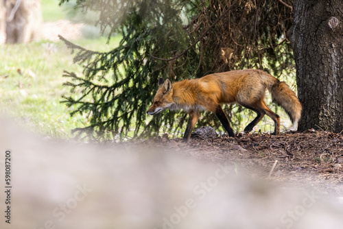Female red fox in spring © Mircea Costina